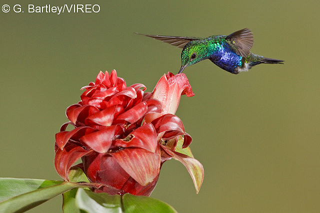 Violet-bellied Hummingbird b57-9-563.jpg